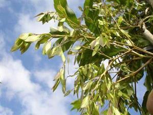 Tuinplant.nl Pluim es