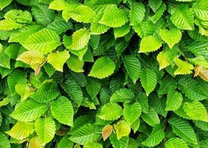 Tuinplant.nl Lei Gewone haagbeuk