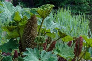 Tuinplant.nl Gunnera