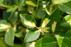 Tuinplant.nl Kardinaalshoed