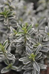 Tuinplant.nl Kardinaalshoed