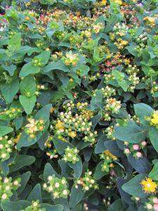 Tuinplant.nl Hertshooi