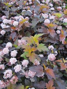 Tuinplant.nl Sneeuwbalspirea