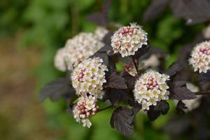 Tuinplant.nl Sneeuwbalspirea