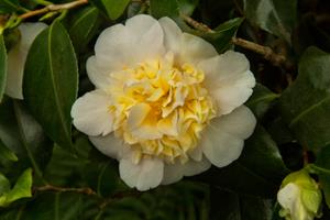 Tuinplant.nl Camellia