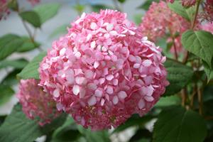 Tuinplant.nl Hortensia