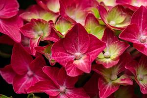 Tuinplant.nl Hortensia