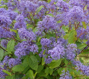 Tuinplant.nl Amerikaanse sering