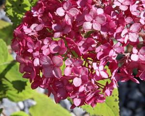 Tuinplant.nl Pluimhortensia