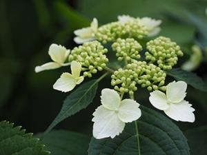 Tuinplant.nl Boerenhortensia