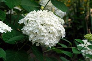 Tuinplant.nl Pluimhortensia