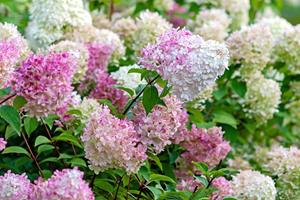 Tuinplant.nl Pluimhortensia