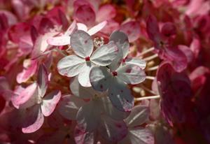 Tuinplant.nl Pluimhortensia