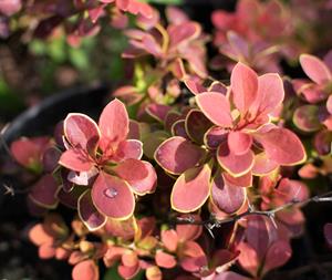 Tuinplant.nl Zuurbes