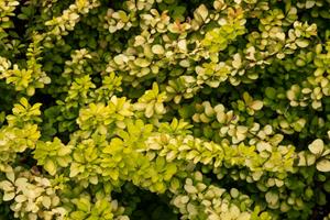Tuinplant.nl Zuurbes