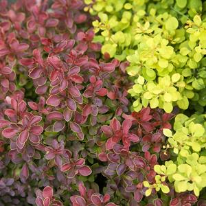 Tuinplant.nl Zuurbes