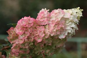 Tuinplant.nl Pluimhortensia