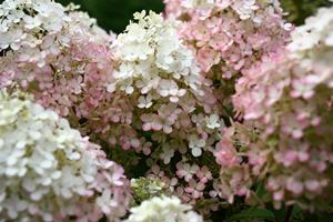 Tuinplant.nl Pluimhortensia