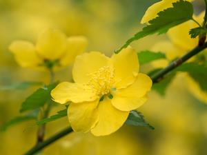 Tuinplant.nl Ranonkelstruik