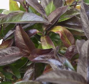 Tuinplant.nl Leucothoe