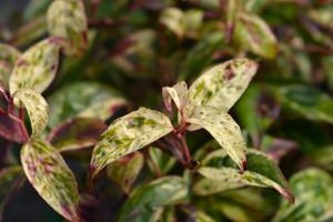 Tuinplant.nl Leucothoe