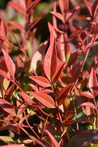 Tuinplant.nl Hemelse bamboe