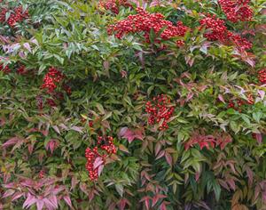 Tuinplant.nl Hemelse bamboe
