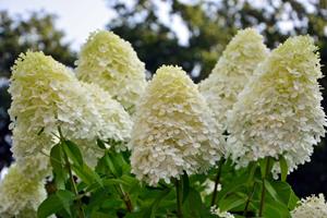 Tuinplant.nl Pluimhortensia