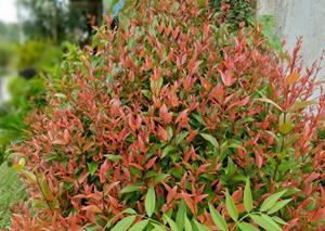 Tuinplant.nl Hemelse bamboe