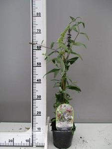Tuinplant.nl Meerkleurige vlindersstruik