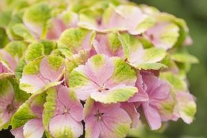 Tuinplant.nl Hortensia