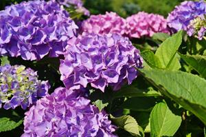 Tuinplant.nl kleinblijvende hortensia