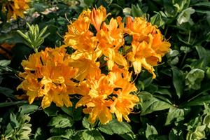 Tuinplant.nl Azalea