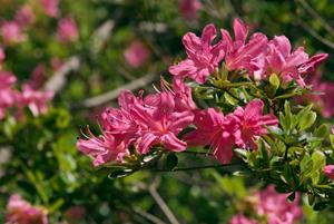 Tuinplant.nl Azalea