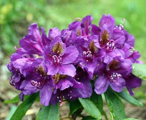 Tuinplant.nl Rhododendron