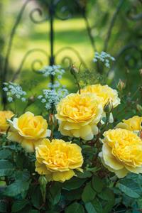 Tuinplant.nl Gele Engelse Roos