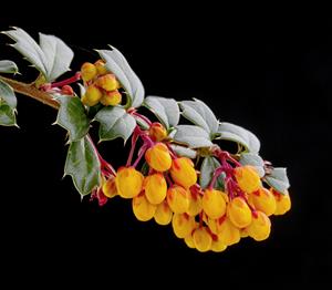 Tuinplant.nl Zuurbes