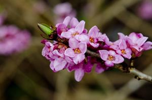 Tuinplant.nl Peperboompje