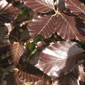 Tuinplant.nl Lei Rode beuk