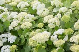 Tuinplant.nl Nieuwste hortensia