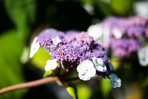 Tuinplant.nl Fluweelhortensia