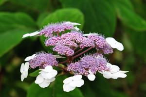 Tuinplant.nl Fluweelhortensia