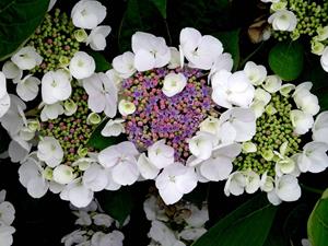 Tuinplant.nl Hortensia