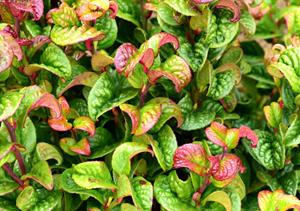 Tuinplant.nl Leucothoe