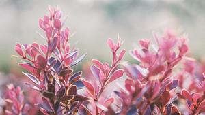Tuinplant.nl Zuurbes