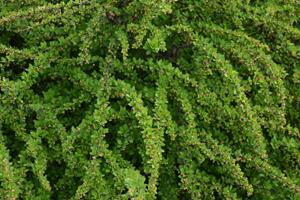 Tuinplant.nl Zuurbes