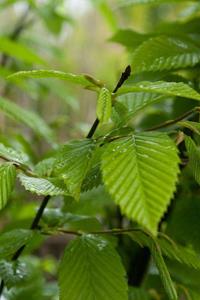 Tuinplant.nl Dak Gewone haagbeuk