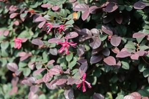 Tuinplant.nl Loropetalum