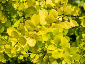 Tuinplant.nl Zuurbes