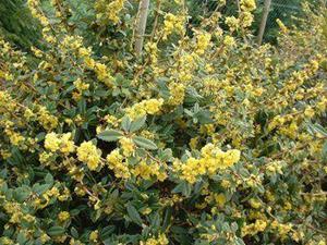 Tuinplant.nl Zuurbes